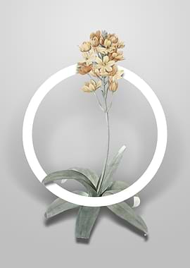 Vintage Sun Star Flower