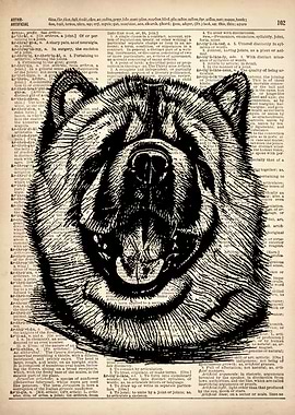 Chow Chow Dog ILLUSTRATION