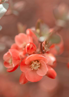Orange Quince Flowers