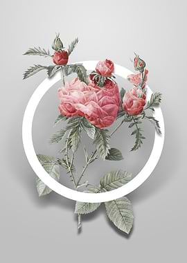 Cabbage Rose Flower Circle