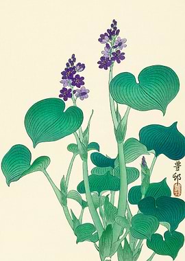 Blooming hosta Ohara Koson