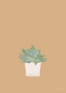 Chalk Liveforever Plant
