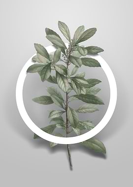 Firetree Branch Plant Art