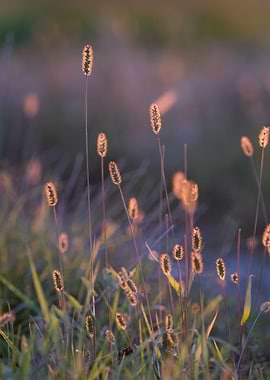 dreamy grass 2