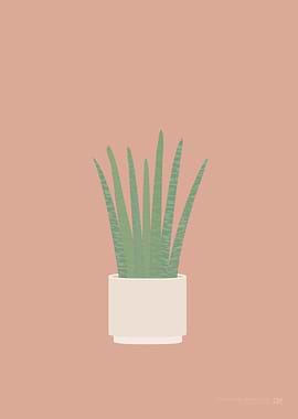 Cylindrical Snake Plant