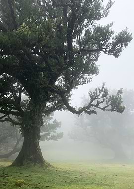 Madeira Fanal Forest