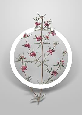 Heath Mirbelia Branch Art