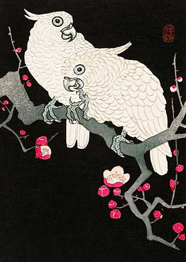 Two cockatoo plum blossom