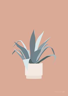 Century Plant Illustration