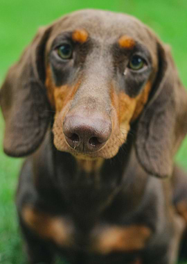 Dachshund Nose