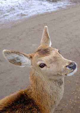 A litle deer