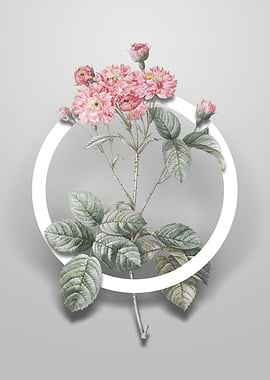 Pink Rosebush Flower Art