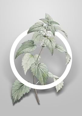 White Dead Nettle Plant