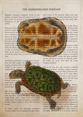 Parrot Beaked Tortoise