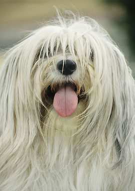 Tibetan Terrier Shaggy Dog
