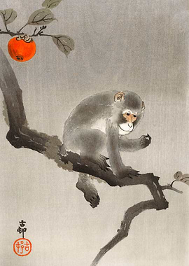 Monkey in cockatoo Ohara