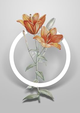 Orange Bulbous Lily Flower