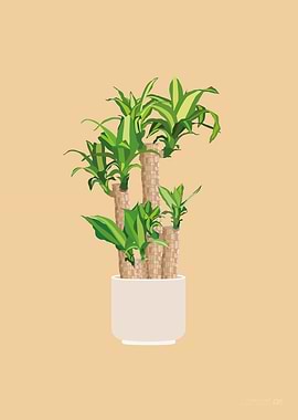 Corn Plant Illustration