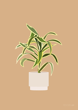 Song of India Houseplant
