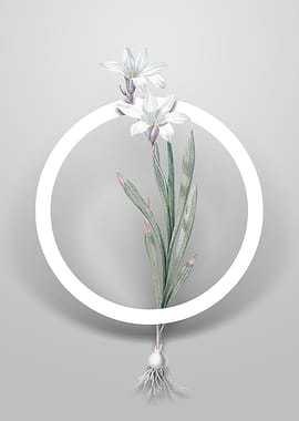 Ixia Liliago Flower Circle