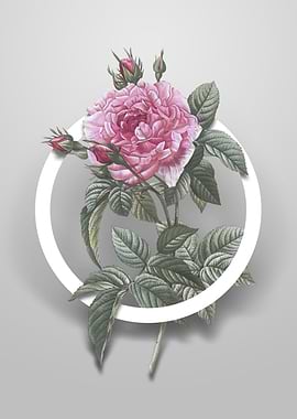 Pink French Rose Flower