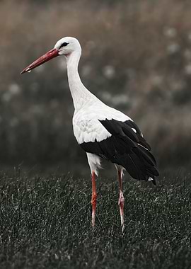 Stork color desaturated