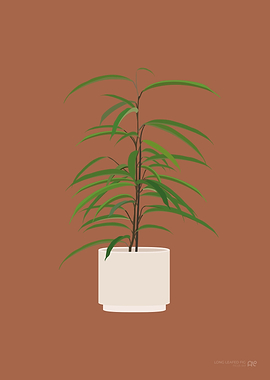 Long Leafed Fig Houseplant