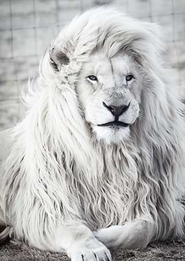 White Lion