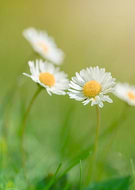 White daisies, meadow