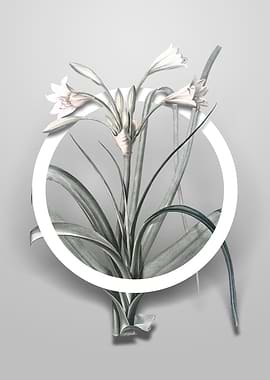 Vintage Malgas Lily Flower