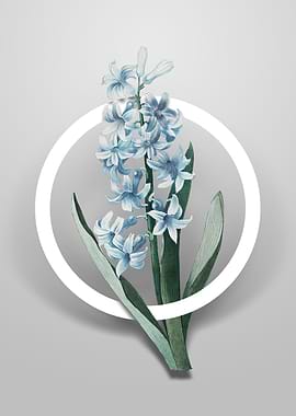 Dutch Hyacinth Flower Art