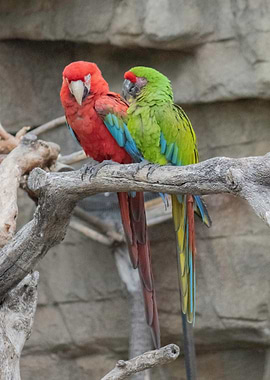 Parrot and Macaw Photo