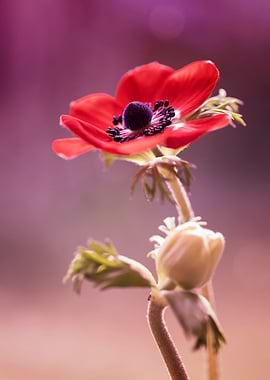Anemone, red flowers