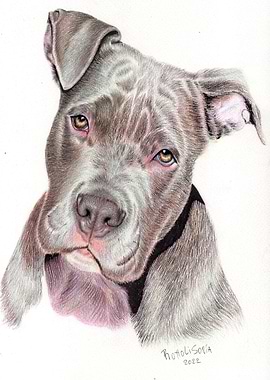 Pitbull ilustration