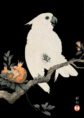 Cockatoo and pomegranate