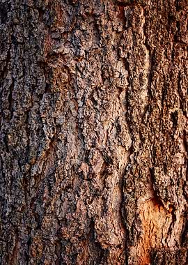 Bark of a big tree