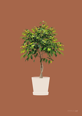 Weeping Fig Illustration