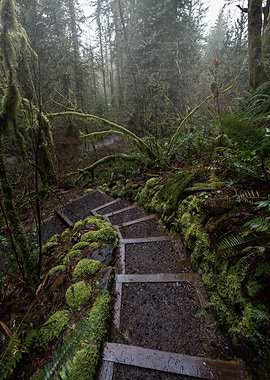 Enchanted forest path