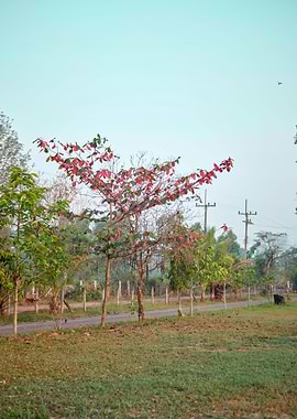 Malabar tree