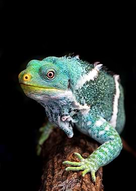 Gecko cyan color