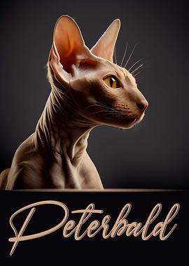 Elegant Peterbald
