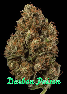 Durban Poison Weed Poster