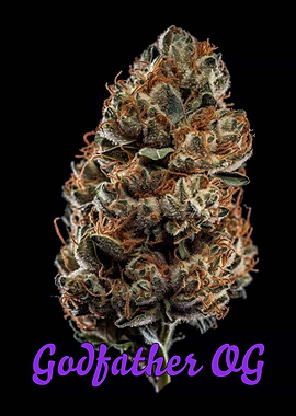 Godfather OG Marijuana