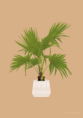 Chinese Fan Palm