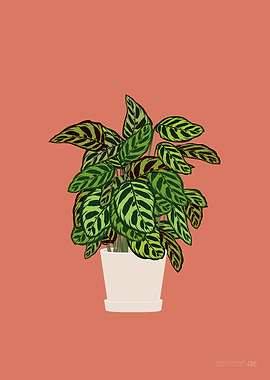 Peacock Plant Illustration
