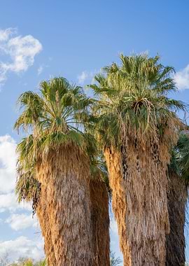 Palm Trees Photography
