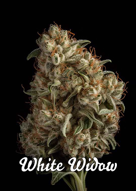 White Widow Marijuana Weed