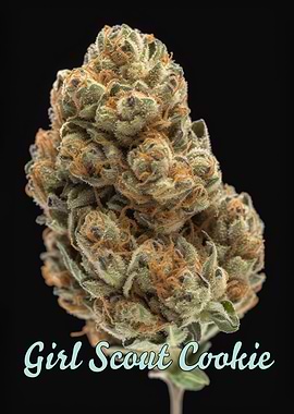 Girl Scout Cookies Poster