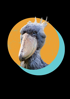 Shoebill Shoebill Bird
