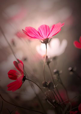 Pink flowers, macro,meadow